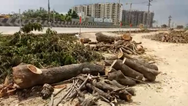 Hundreds of Trees Cut Down for Road Extension in Chennai Hundreds of Trees Cut Down for Road Extension in Chennai