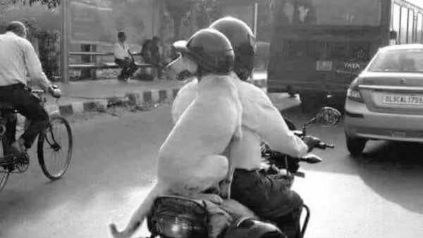 helmet wearing dog photo has won twitters heart helmet wearing dog photo has won twitters heart