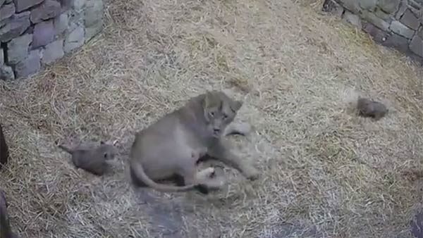 edinburgh lion cub prank video goes viral edinburgh lion cub prank video goes viral