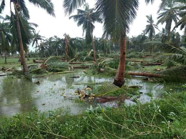கஜா புயல் தாக்கம்