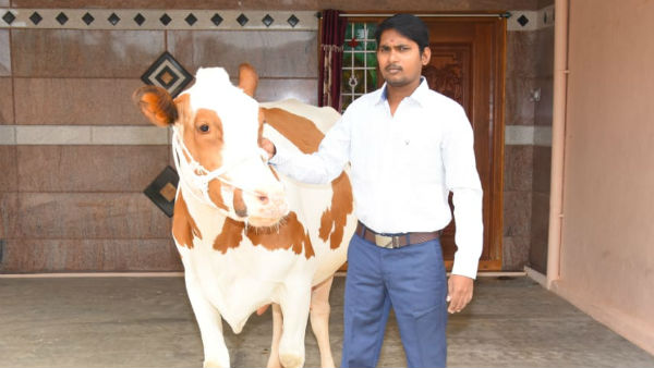 மாடு விற்பனை