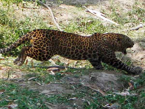 உயர்சிகிக்சைக்கு பரிந்துரை
