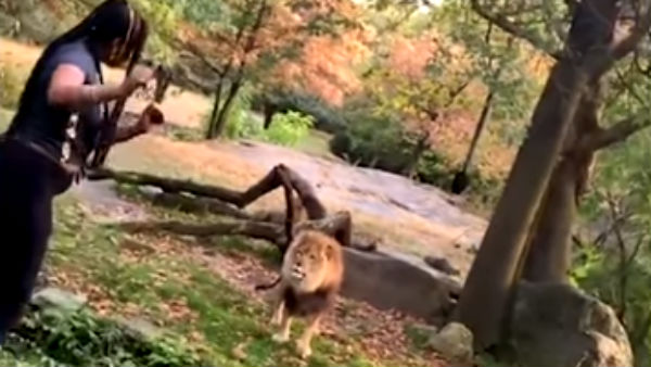Woman climbs into New York zoo exhibit and dances in front of lion Woman climbs into New York zoo exhibit and dances in front of lion