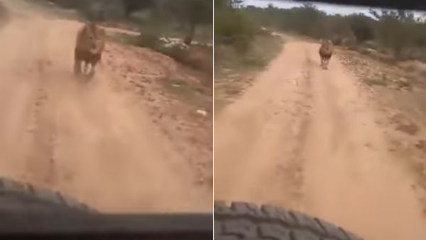 Lion chases tourist jeep inside zoological park in Karnataka Lion chases tourist jeep inside zoological park in Karnataka