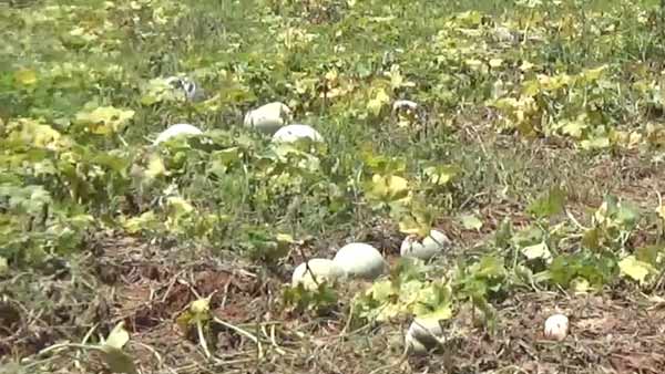 ஓசூர் திருஷ்டிப் பூசணி