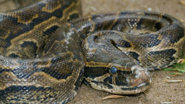 thieves steel a mans bag with four pythons thieves steel a mans bag with four pythons