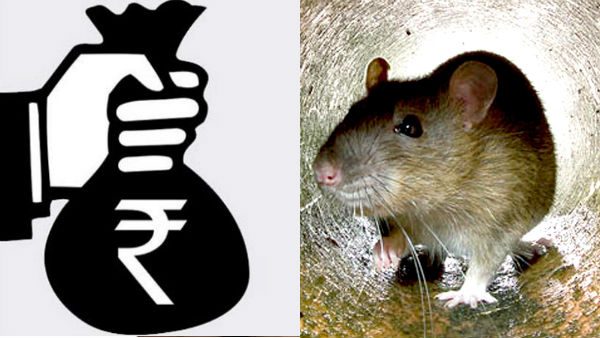 22 thousand rupees to catch a Rat: Southern Railway 22 thousand rupees to catch a Rat: Southern Railway