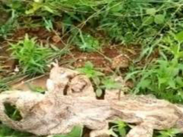 மீண்டும் தோல்