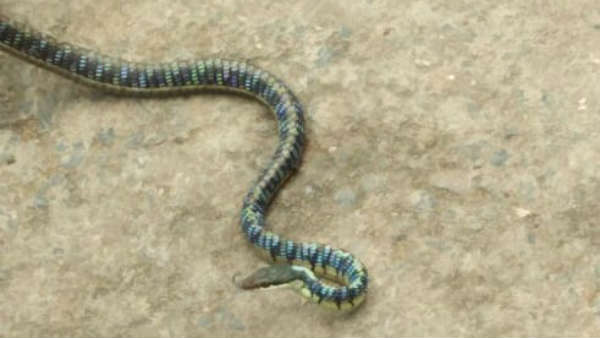 10 feet long snake caught near nellai 10 feet long snake caught near nellai