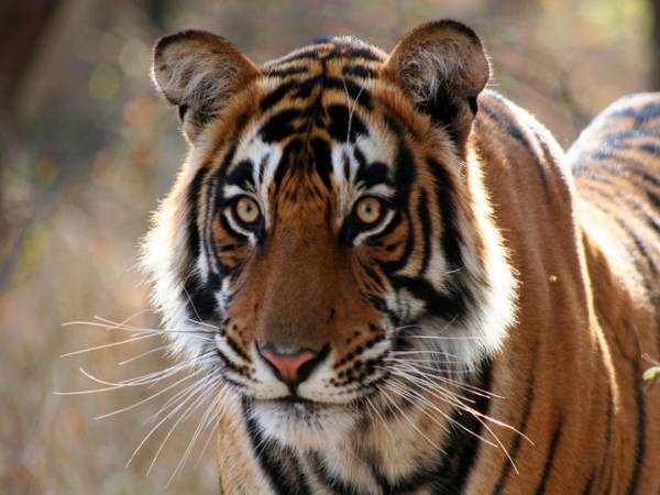 புலிகளை பிடிப்பதில் வல்லவர்