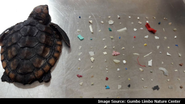 more than 100 plastic pieces found in a baby turtle intestine more than 100 plastic pieces found in a baby turtle intestine