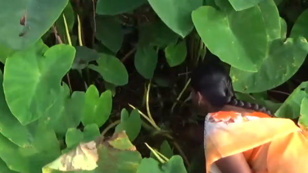 நாற்றங்காலில் தெளித்து