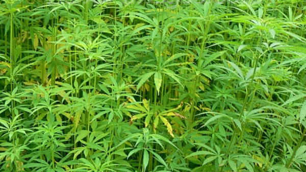 Madhya Pradesh also to Legalize Cannabis in the State Madhya Pradesh also to Legalize Cannabis in the State
