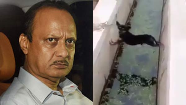 viral video about Ajit Pawars current political situation viral video about Ajit Pawars current political situation
