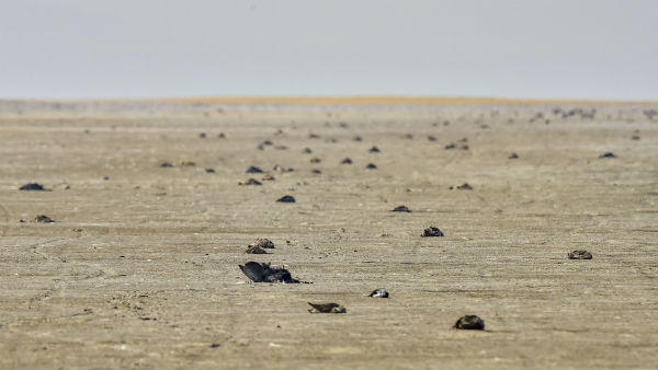 Mass Death of Migration Birds in Gujarat and Rajasthan Mass Death of Migration Birds in Gujarat and Rajasthan