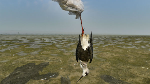 Mass Death of Migration Birds in Gujarat and Rajasthan Mass Death of Migration Birds in Gujarat and Rajasthan