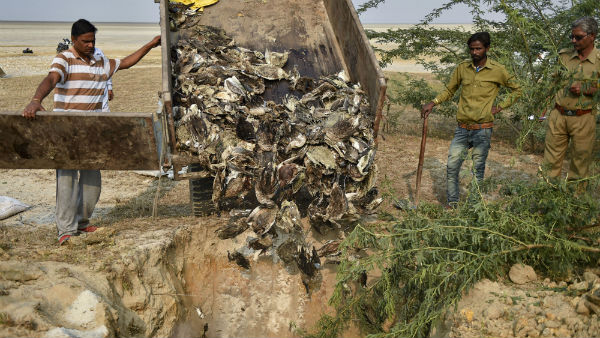 Mass Death of Migration Birds in Gujarat and Rajasthan Mass Death of Migration Birds in Gujarat and Rajasthan