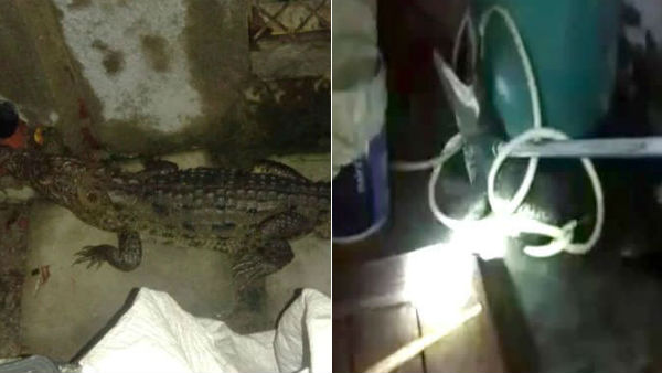 gujarat man wakes up and find crocodile in bathroom gujarat man wakes up and find crocodile in bathroom