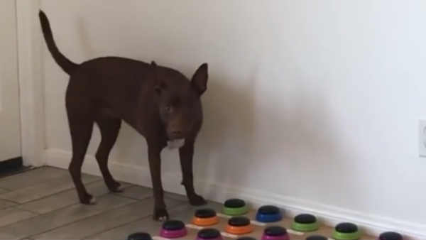 in a viral video women teaches dog to speak in a viral video women teaches dog to speak