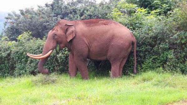 யானைக்கு அரிசி ராஜா