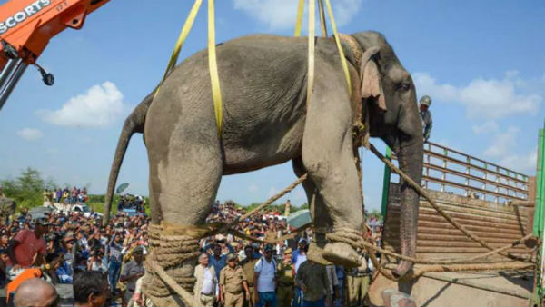 krishna elephant dies of cardiac arrest in assam krishna elephant dies of cardiac arrest in assam