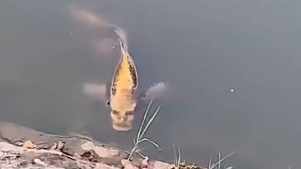 Fish with human face spotted at Lake in China Fish with human face spotted at Lake in China