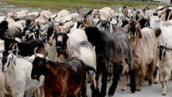 A herd of goats save the library from forest fire A herd of goats save the library from forest fire