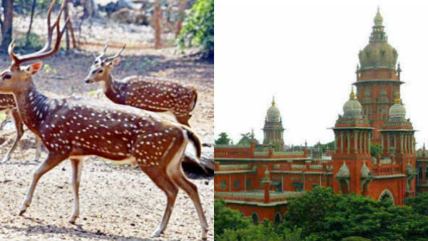 deers die of dog bite in chennai deers die of dog bite in chennai