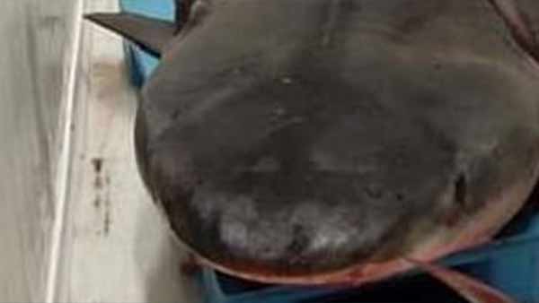 டிஎன்ஏ பரிசோதனைக்கு உத்தரவு