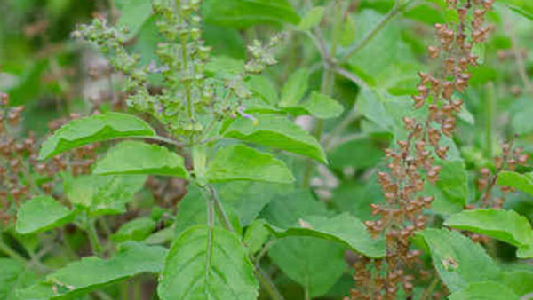 நெல்லி துளசி கல்யாணம்
