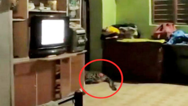 leopard entered a farmers house near ahmadabad leopard entered a farmers house near ahmadabad