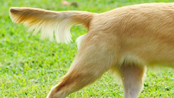 Bengaluru police get Dog missing complaint, A Missing Alaskan Malamute Dog Worth 8 Crore Bengaluru police get Dog missing complaint, A Missing Alaskan Malamute Dog Worth 8 Crore