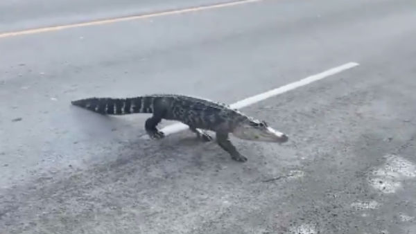 Alligator spotted in mid road Alligator spotted in mid road