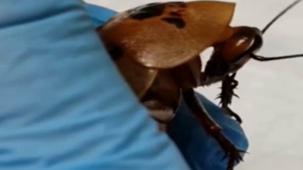குட்டிகள் ஈன்ற முடியாமல் அவதி