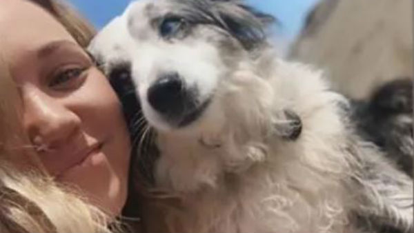 american woman hires plane to search for missing dog american woman hires plane to search for missing dog