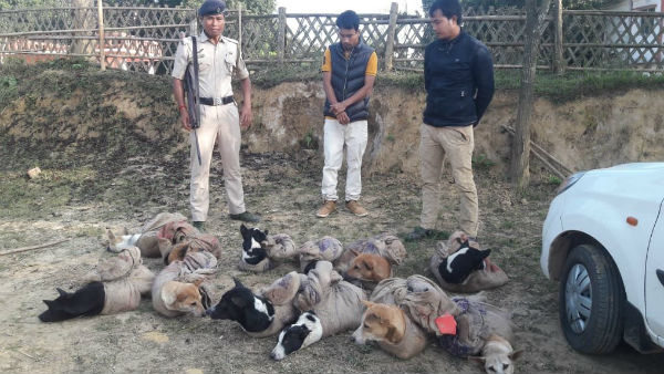 Police arrested two persons from Tripura-Mizoram border with 12 stray dog Police arrested two persons from Tripura-Mizoram border with 12 stray dog