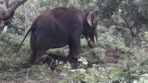 A mahout was killed by his elephant at Salem A mahout was killed by his elephant at Salem