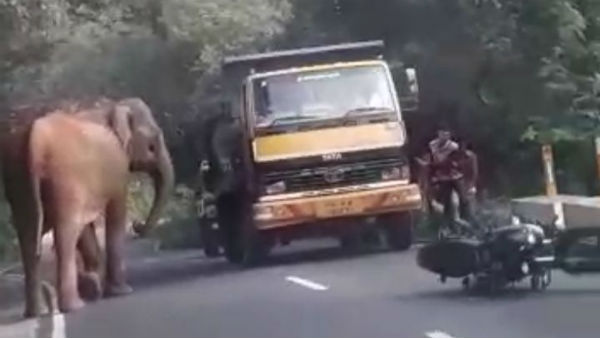 A wild elephant walking along the road on the Kotagiri Mettupalayam State Highway A wild elephant walking along the road on the Kotagiri Mettupalayam State Highway