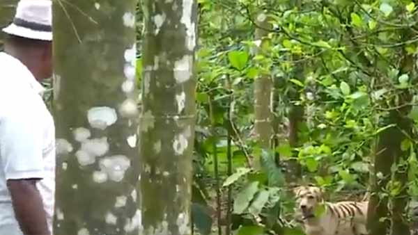 பயப்படும் குரங்குகள்