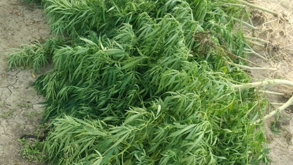 In Kallakurichi district Police arrested a farmer who cultivated cannabis in the garden In Kallakurichi district Police arrested a farmer who cultivated cannabis in the garden