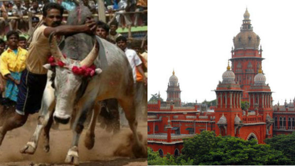 Case filed in high court for permission to hold Jallikattu in Ariyalur district Case filed in high court for permission to hold Jallikattu in Ariyalur district