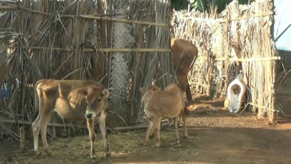 In Kalvarayan hills, a landlord stabbed to death a youth with a spear In Kalvarayan hills, a landlord stabbed to death a youth with a spear
