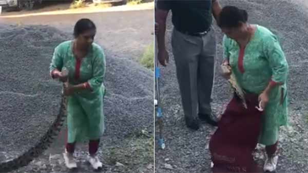 woman caught 20kg python alive near kerala woman caught 20kg python alive near kerala