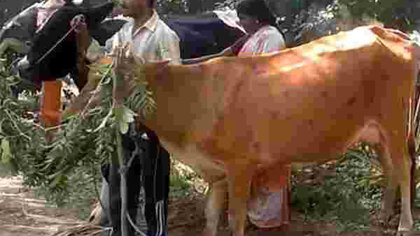 மாட்டுப்பொங்கல்