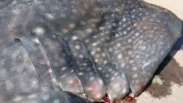 Shark fish caught in Puducherry fishermans net Shark fish caught in Puducherry fishermans net