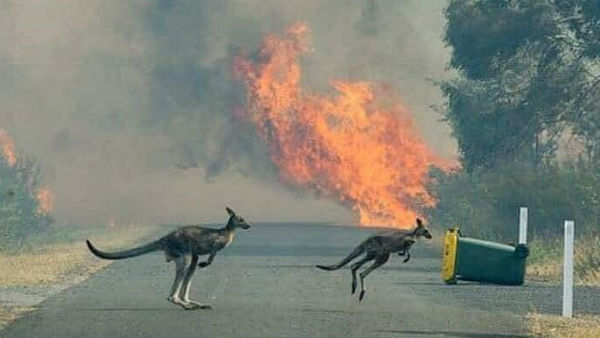 Viral: Pictures of Two kangaroos escaped from Australia bushfire Viral: Pictures of Two kangaroos escaped from Australia bushfire