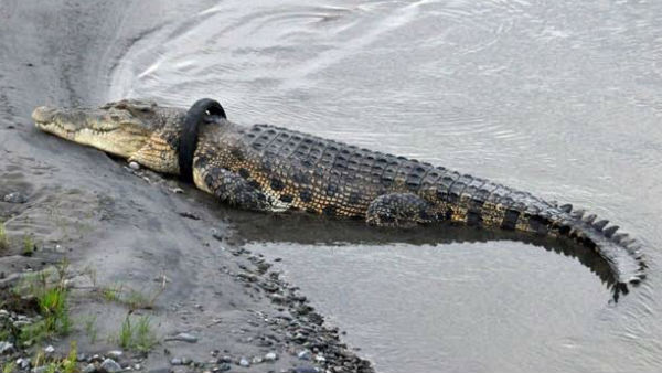 A tyre stuck round this crocodiles neck: now reward to anyone brave enough to free crocodile from tyre A tyre stuck round this crocodiles neck: now reward to anyone brave enough to free crocodile from tyre