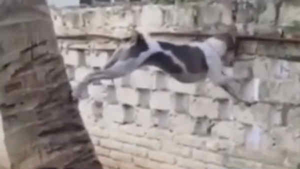 dogs video goes viral now dogs video goes viral now
