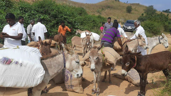 Pongal gifts were taken to the hill villagers by donkey Pongal gifts were taken to the hill villagers by donkey