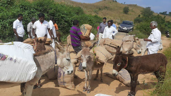 Pongal gifts were taken to the hill villagers by donkey Pongal gifts were taken to the hill villagers by donkey